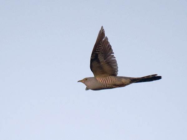Idänkäki, Oriental Cuckoo, Cuculus saturatus
