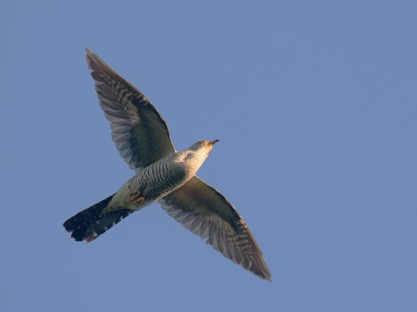 Idänkäki, Oriental Cuckoo, Cuculus saturatus