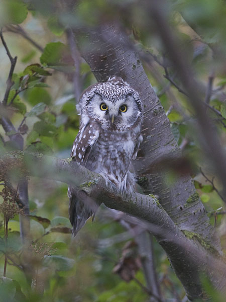 Helmipöllö, Boreal Owl, Aegolius funereus