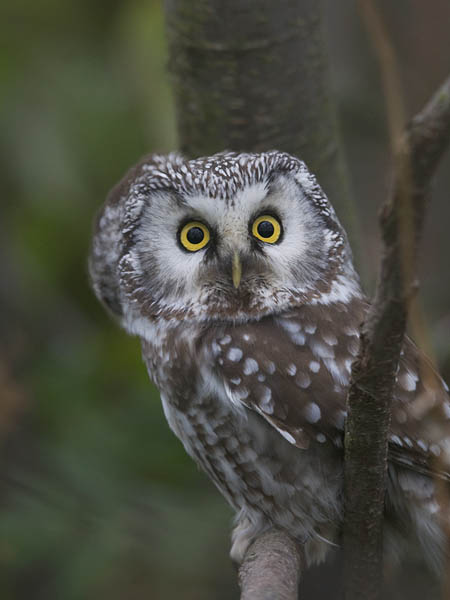 Helmipöllö, Boreal Owl, Aegolius funereus