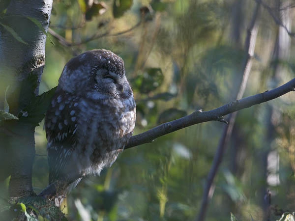 Helmipöllö, Boreal Owl, Aegolius funereus