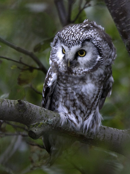 Helmipöllö, Boreal Owl, Aegolius funereus