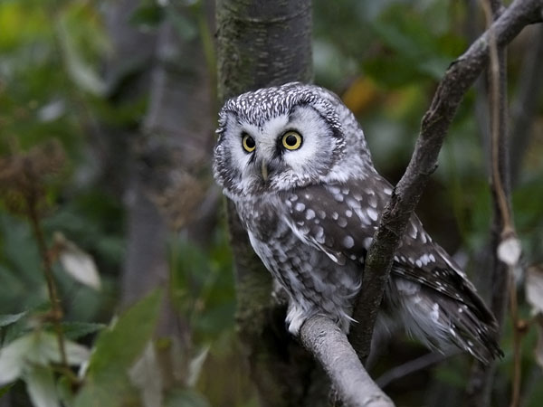 Helmipöllö, Boreal Owl, Aegolius funereus
