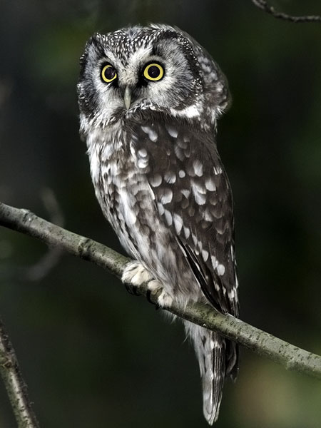 Helmipöllö, Boreal Owl, Aegolius funereus