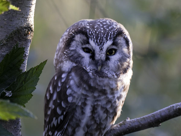 Helmipöllö, Boreal Owl, Aegolius funereus