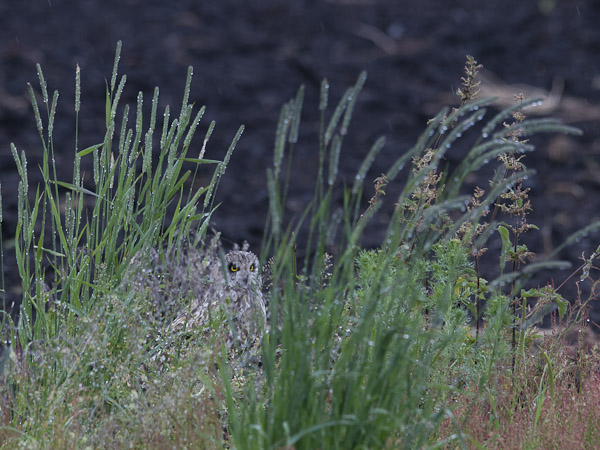 Suopöllö, Short-eared Owl, Asio flammeus