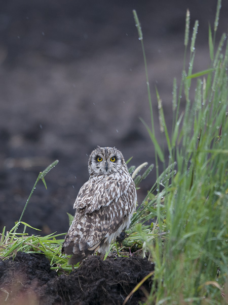 Suopöllö, Short-eared Owl, Asio flammeus