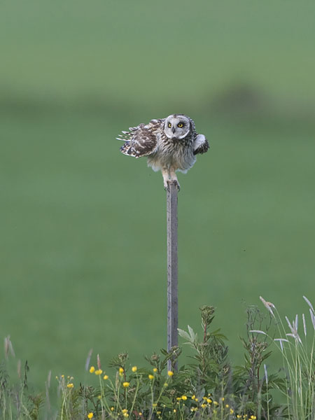 Suopöllö, Short-eared Owl, Asio flammeus