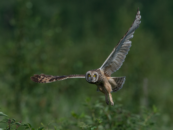 Suopöllö, Short-eared Owl, Asio flammeus