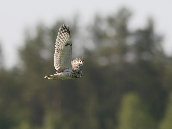 Suopöllö, Short-eared Owl, Asio flammeus