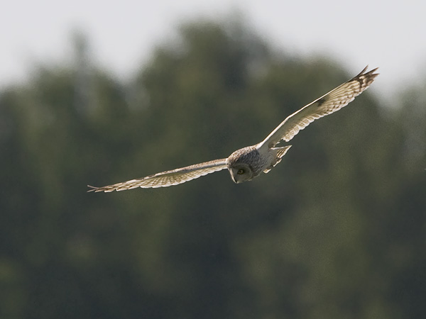Suopöllö, Short-eared Owl, Asio flammeus