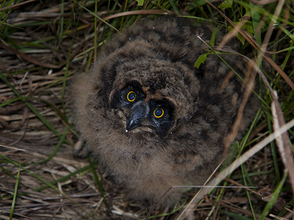 Suopöllö, Short-eared Owl, Asio flammeus