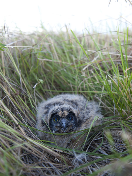 Suopöllö, Short-eared Owl, Asio flammeus