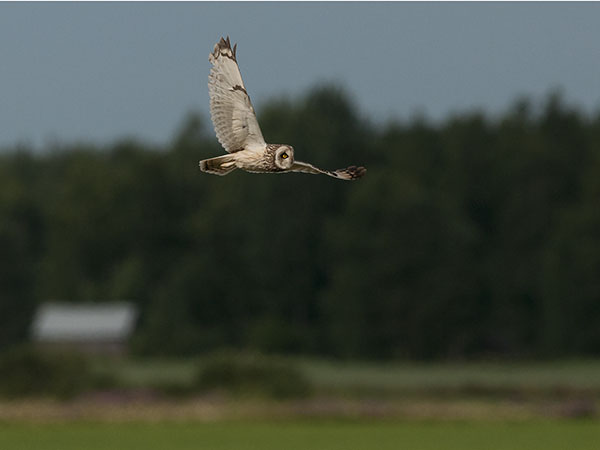 Suopöllö, Short-eared Owl, Asio flammeus