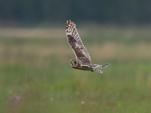 Suopöllö, Short-eared Owl, Asio flammeus