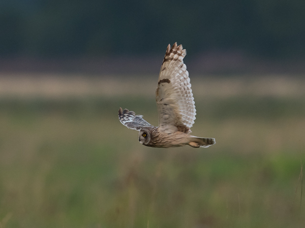 Suopöllö, Short-eared Owl, Asio flammeus