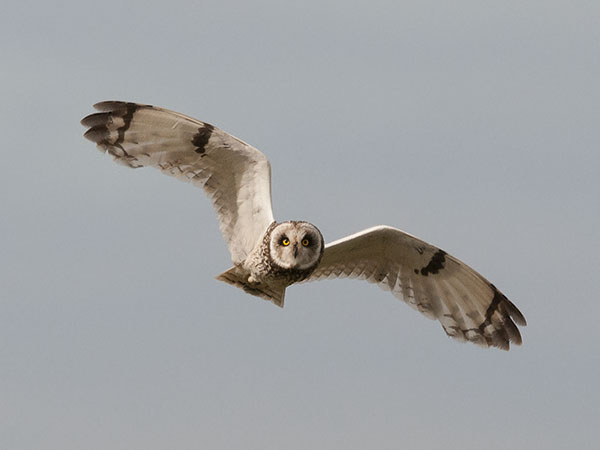 Suopöllö, Short-eared Owl, Asio flammeus