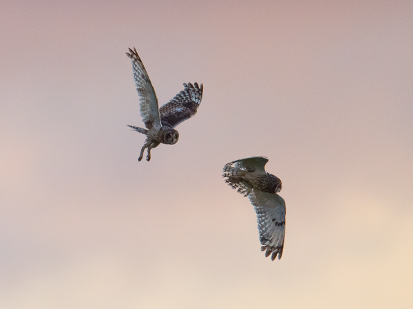 Suopöllö, Short-eared Owl, Asio flammeus