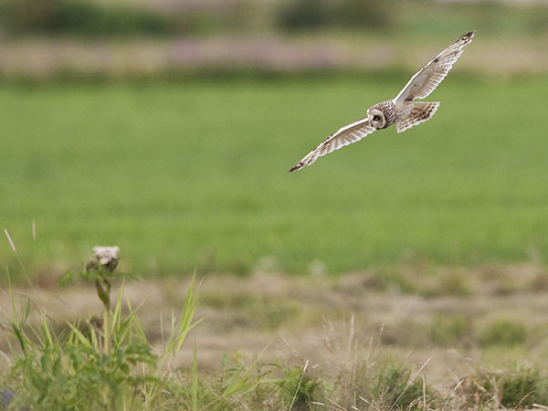 Suopöllö, Short-eared Owl, Asio flammeus