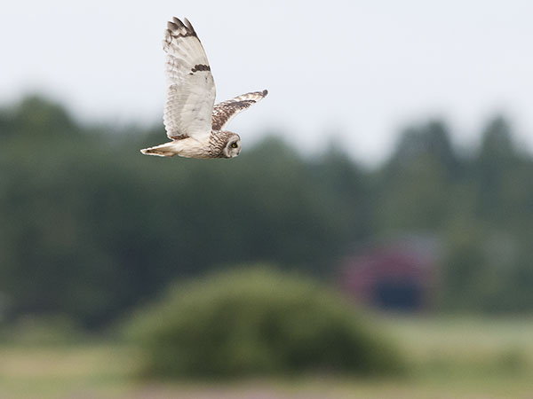 Suopöllö, Short-eared Owl, Asio flammeus