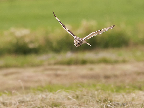Suopöllö, Short-eared Owl, Asio flammeus