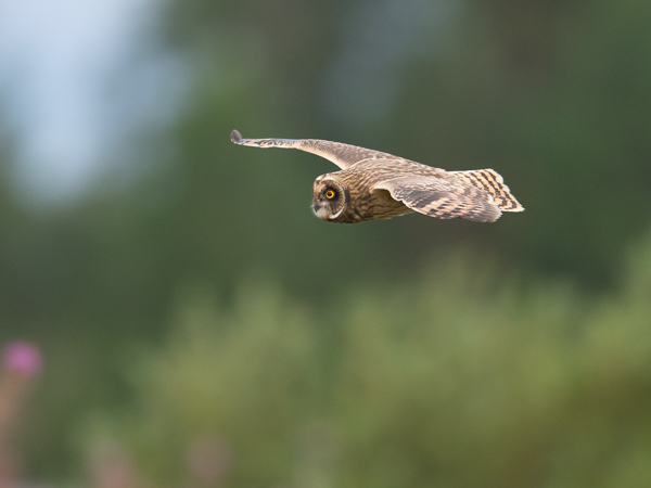 Suopöllö, Short-eared Owl, Asio flammeus