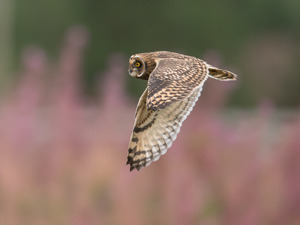 Suopöllö, Short-eared Owl, Asio flammeus