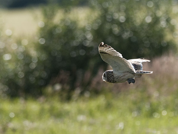 Suopöllö, Short-eared Owl, Asio flammeus