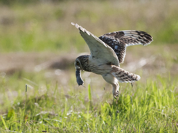 Suopöllö, Short-eared Owl, Asio flammeus