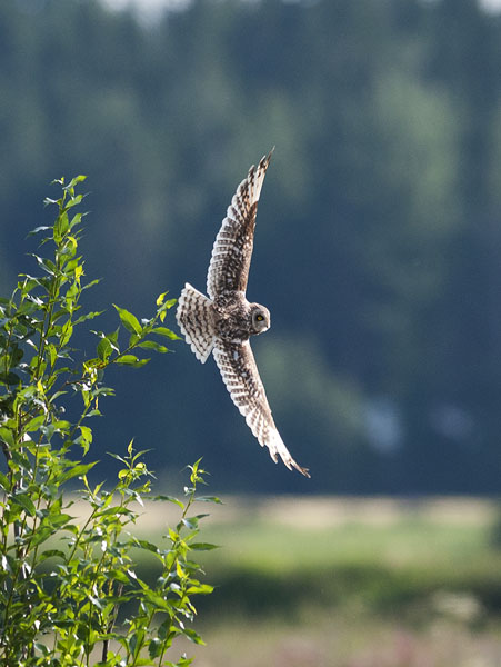 Suopöllö, Short-eared Owl, Asio flammeus