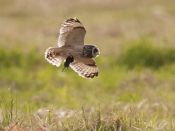 Suopöllö, Short-eared Owl, Asio flammeus