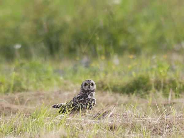 Suopöllö, Short-eared Owl, Asio flammeus