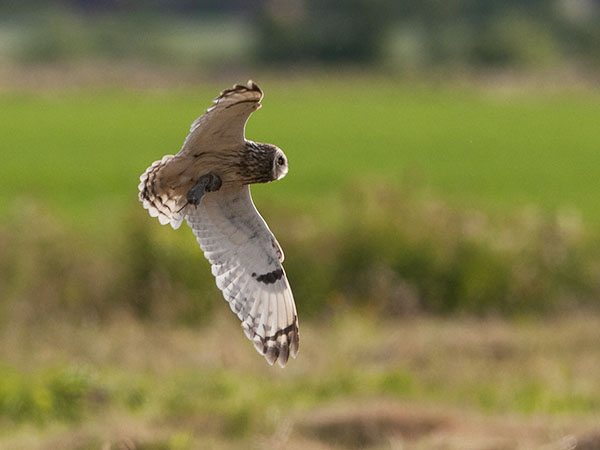 Suopöllö, Short-eared Owl, Asio flammeus