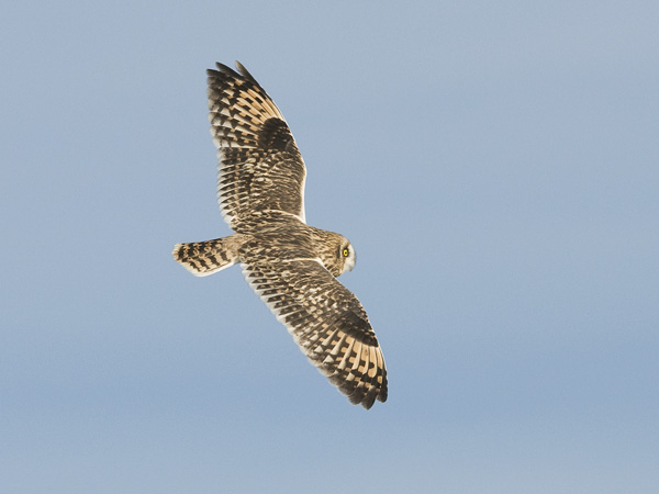Suopöllö, Short-eared Owl, Asio flammeus