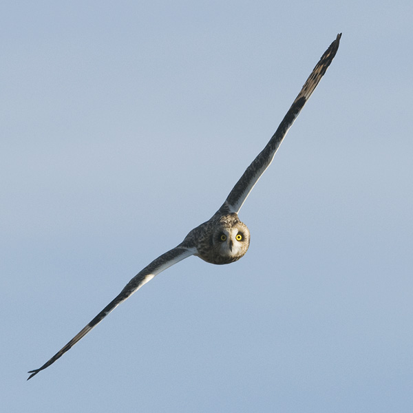 Suopöllö, Short-eared Owl, Asio flammeus