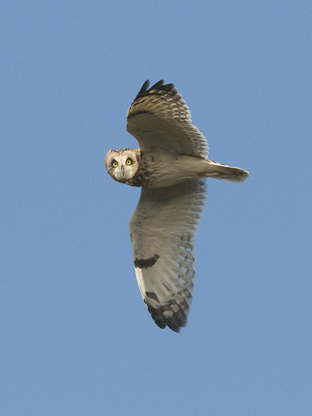 Suopöllö, Short-eared Owl, Asio flammeus