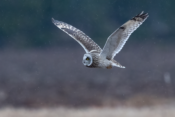 Suopöllö, Short-eared Owl, Asio flammeus