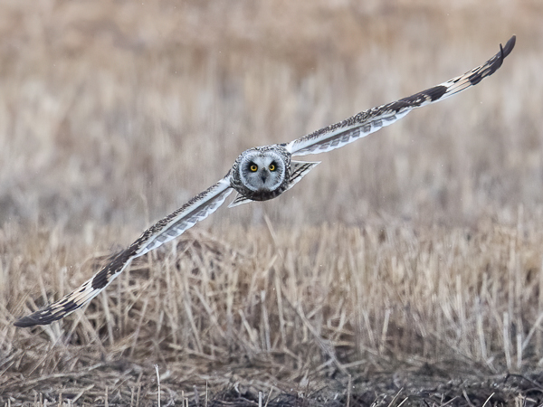 Suopöllö, Short-eared Owl, Asio flammeus