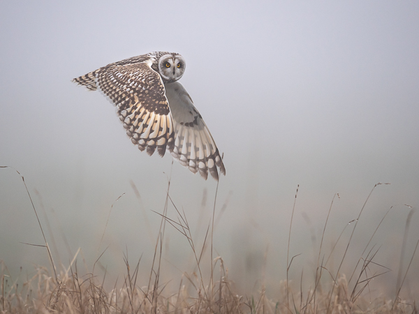 Suopöllö, Short-eared Owl, Asio flammeus