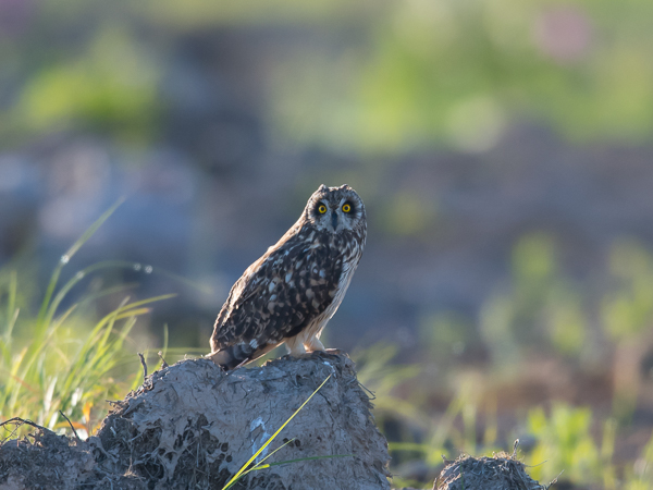 Suopöllö, Short-eared Owl, Asio flammeus