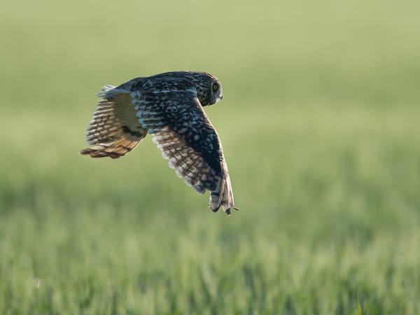 Suopöllö, Short-eared Owl, Asio flammeus