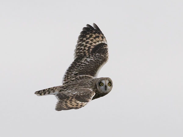 Suopöllö, Short-eared Owl, Asio flammeus
