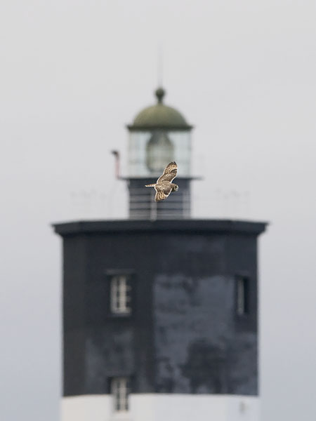 Suopöllö, Short-eared Owl, Asio flammeus