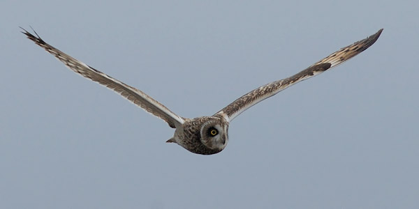 Suopöllö, Short-eared Owl, Asio flammeus