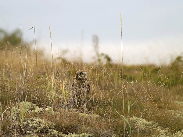 Suopöllö, Short-eared Owl, Asio flammeus