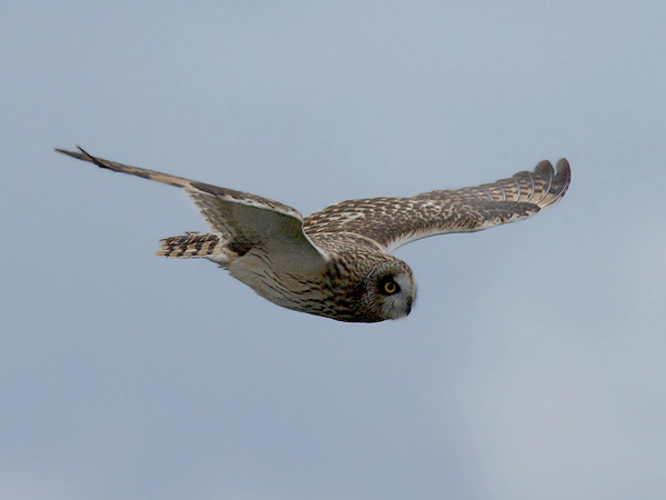 Suopöllö, Short-eared Owl, Asio flammeus