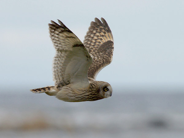 Suopöllö, Short-eared Owl, Asio flammeus