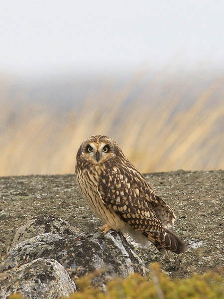 Suopöllö, Short-eared Owl, Asio flammeus