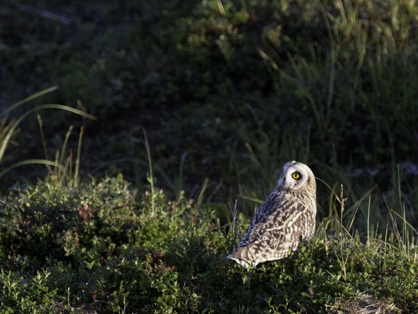 Suopöllö, Short-eared Owl, Asio flammeus