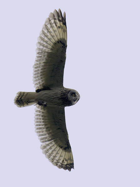 Suopöllö, Short-eared Owl, Asio flammeus